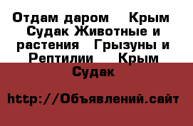 Отдам даром. - Крым, Судак Животные и растения » Грызуны и Рептилии   . Крым,Судак